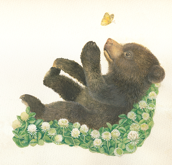 こぐま,モンキチョウ,クローバー,未完成