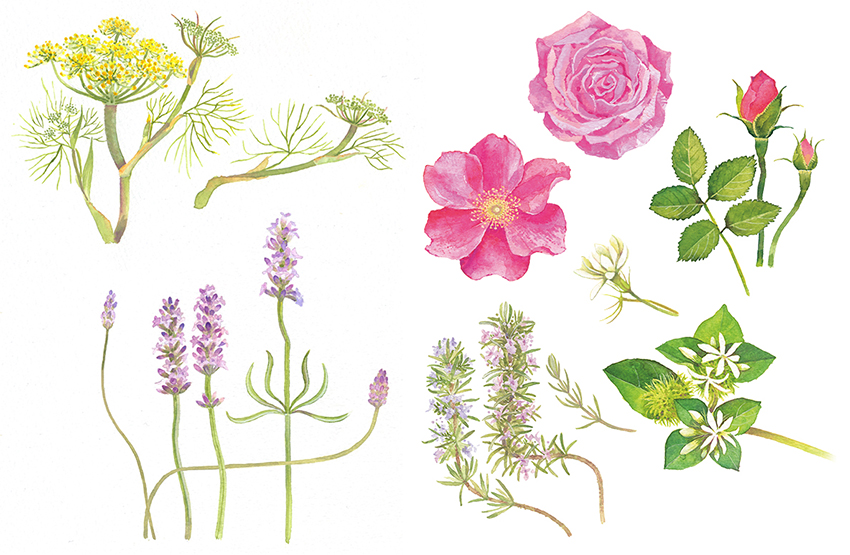 カモマイル,ジャスミン,フェンネル,ラベンダー,ローズ,バラ,ローズマリー