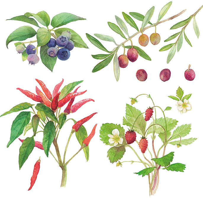 ブルーベリー,オリーブ,唐辛子,ペッパー,野いちご,ワイルドストロベリー