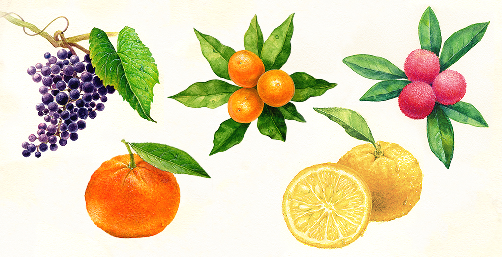 水彩画,ヤマブドウ,キンカン,ヤマモモ,タンカン,ユズ